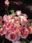 Rose Claude Monet (莫奈) Shrub Rose 2 Gallon live plant