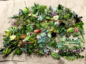 40 Random Succulent Floret Starter Cuttings Free gift w/order