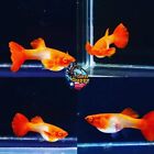 1  PAIR  - Live Aquarium Guppy Fish High Quality - Albino Koi Red Ear