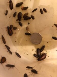 Arboreal Attitudes True Organic Hissing Cockroach babies