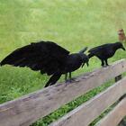 2Pcs Halloween Realistic Crow Prop Fake Raven Black Feathered Party Home Decor