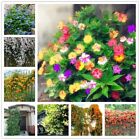 20 EXOTIC RARE JASMINE SEEDS for garden flower plant bush USA SELLER USPS