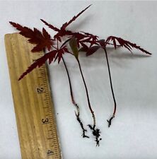 LOT 3 RED JAPANESE MAPLE TREE SEEDLING PACK LIVE PLANT BARE ROOT BLOODGOOD