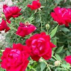 Red Fragrant Climbing Rose Live Plant 8” Tall Hsd Flower Buds With 4