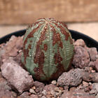 D2577 EUPHORBIA OBESA ARROW pot12-H6,5-W5 cm MaMa Cactus