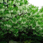 White Fringe Tree, Chionanthus virginicus, Seeds (Showy, Fragrant, Fall Color)