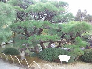 Japanese Black Pine Tree Seeds (Pinus thunbergii), 15 seeds