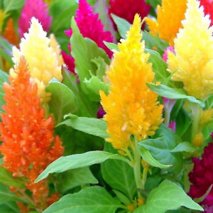 Pampas Plume Mix Celosia Seeds | Non-GMO | Free Shipping | Seed Store | 1277