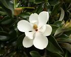 Magnolia Grandiflora - Southern Magnolia Tree