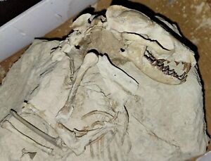 Hesperocyon Fossil Dog With Partial Skelton Oligocene