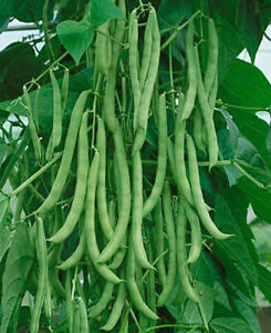 Kentucky Wonder POLE Green Bean Seeds, NON-GMO, FREE SHIPPING