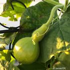 RARE✿ Heirloom Edible Bottle Gourd /Bottle-shaped Calabash 10 Seeds