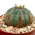 Euphorbia obesa GREEN with BROWN MARKS -  - HUZ4