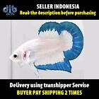 betta fish live male HMPK Blue Rim clean body Male Form Indonesia