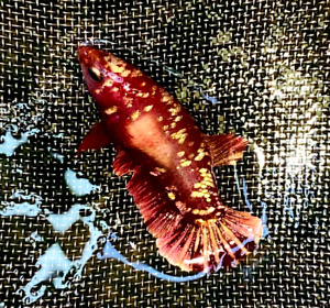 Live Betta Fish HMPK Red Gold Galaxy Female #DD10 From indonesia