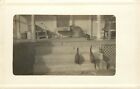 c1910 RPPC Postcard 3 Black Cats on Porch Steps of House, Unknown US Location