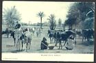 (BL) India Karachi Milking Cows vintage postcard