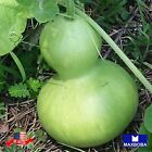05 Calabash Gourd Seeds Non-GMO Heirloom Vegetable  BTGO 75% OFF