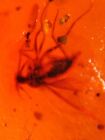 fly in red blood amber Burmite Myanmar Burmese Amber insect fossil dinosaur age