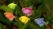 Live Glow Tetra Freshwater Aquarium Fish (Choose Yours) PLS READ DESC