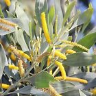 Acacia Holosericea Tree Seeds, Soapbush Wattle, Silver Wattle - 50 to 500 Seeds