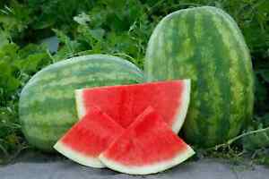 50+ Secretariat (Seedless) Watermelon Seeds for Planting - USA - FREE SHIPPING!