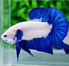 betta fish live male HMPK Blue Rim Butterfly Male Form Indonesia