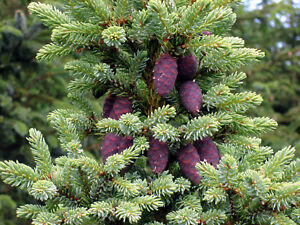 Black Spruce Tree Seeds (Picea mariana), 50 seeds