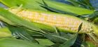 Organic Sweet Corn Seeds. Heirloom, NON-GMO, FRESH stock