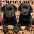 Just Black Lab Puppies 2024 12