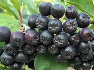 Aronia melanocarpa | Black Chokeberry | 50 Seeds