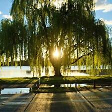 Golden Weeping Willow Tree - Ready to Plant - Live Plant - Memorial Gift -Canopy