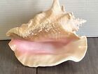 Queen Cronch Shell Pink Large Beautiful 9X8X4” Natural Decor 2LB
