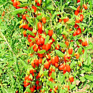 500+ GOJI BERRY SEEDS SPRING PERENNIAL NON-GMO CHINESE WOLFBERRY HARDY FRUIT USA
