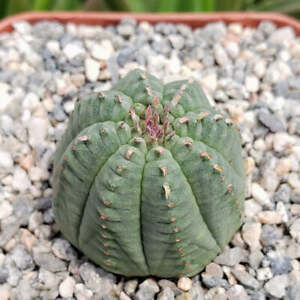 Euphorbia Obesa Hybrid cactus Cacti Succulent real live plant