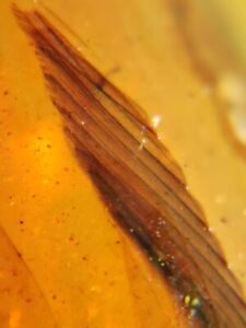 Dinosaur Or Bird Hair Feather Burmite Myanmar Burmese insect amber fossil