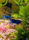 10+2 Blue Dream Shrimp - Freshwater Neocaridina Aquarium 100% Live Guarantee