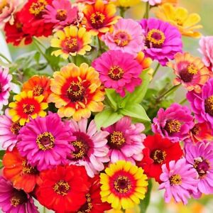 Zinnia CAROUSEL MIX Carnival Colors HeirloomLarge 4
