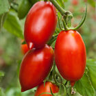 ORGANIC Amish Paste Tomato Seeds 2024 HEIRLOOM Vegetable Garden