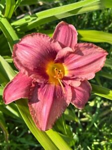 Daylily 'Unknown Variety #2', Perennial, Rebloom, $8 Double fan
