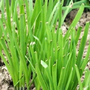 Garlic Chives Seeds  | NON-GMO | Heirloom | Fresh Garden Seeds