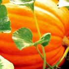 Big Max Pumpkin Seeds | NON-GMO | Heirloom | Fresh Garden Seeds