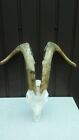 Large Aries Goat Skull Horns Taxidermy