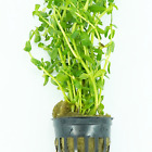 Buy2Get1Free Bacopa Monnieri Potted Live Plants Decoration Freshwater Aquatic