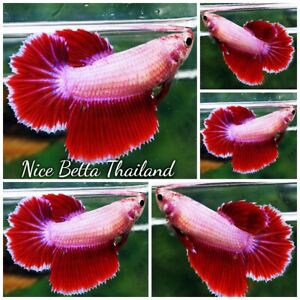 Betta fish Female Pink Tulips HM - By Nice Betta Thailand