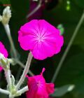 Rose Campion Heirloom Lychnis Coronaria  Perennial Lot 5 Plants, Free Shipping