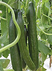 20+Cucumber Seeds Garden Sweet Slice Burpless Hybrid Cucumber USA