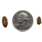 500 Live Feeder Small Dubia Roaches For Reptile