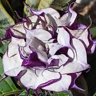10- Angel Trumpet, Double Purple  Flower Seed, Fresh - USA