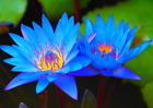 20 Blue Lotus Seeds, Egyptian lotus, Nymphaea caerulea,  germination seeds